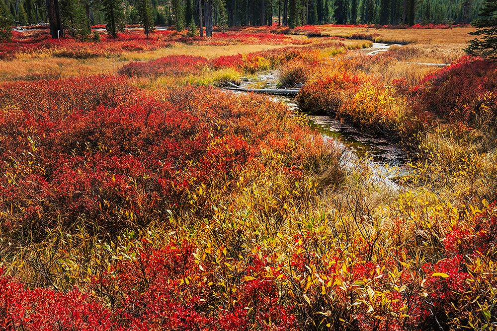 Blueberry leaves in autumn red coloration-Yellowstone National Park-Wyoming